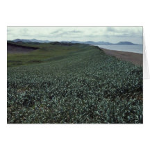 St. Paul Island, Sand dune habitat Pribilof Island Greeting Cards