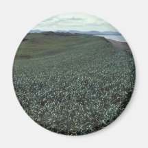 St. Paul Island, Sand dune habitat Pribilof Island Refrigerator Magnets