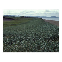 St. Paul Island, Sand dune habitat Pribilof Island Postcard