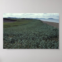 St. Paul Island, Sand dune habitat Pribilof Island Posters