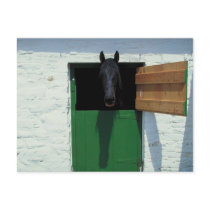 Stabled Horse with French Door Postcard