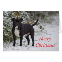 Staffordshire Bull Terrier Cards