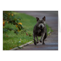 Staffordshire Bull Terrier Greeting Card