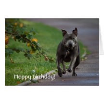 Staffordshire Bull Terrier Greeting Cards
