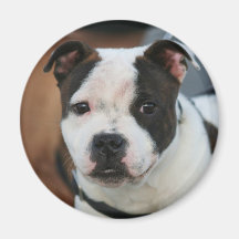 Staffordshire Bull Terrier  magnet