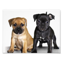 Staffordshire bull terrier puppies photographic print