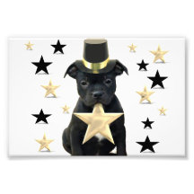 Staffordshire bull terrier puppy photographic print