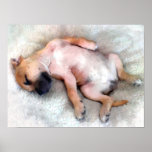 Staffordshire Bull Terrier Puppy posters