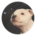 Staffordshire Bull Terrier Puppy stickers