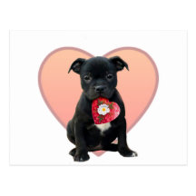 Stafforshire bull terrier puppy postcard