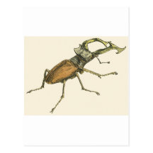 Stag Beetle Post Card