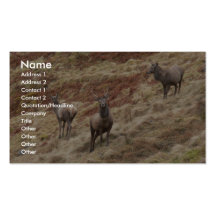 Stag Deers In Glencoe Business Card