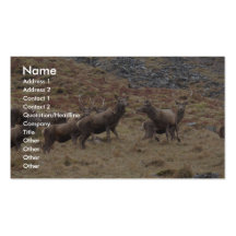 Stag Deers In Glencoe Business Card Template