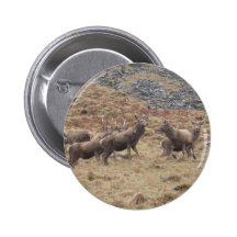 Stag Deers In Glencoe Pinback Buttons