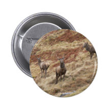 Stag Deers In Glencoe Pins