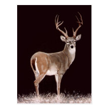 STAG POSTCARDS
