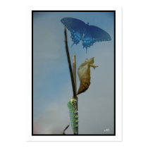 Stages~ Butterfly ACEO Artist Trading Cards Busine