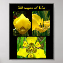 Stages of Life Poster