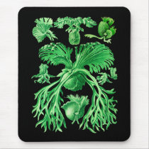 Staghorn Fern Mousepad