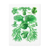 Staghorn Fern Post Cards