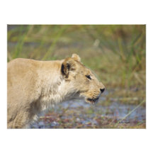Stalking Lioness Photo Print