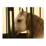 Stallion Watching Postcard