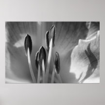 Stamen and Shadow Poster
