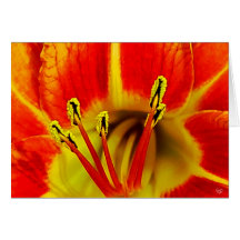 Stamen Greeting Card