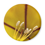 Stamen of Hibiscus Fridge Magnets