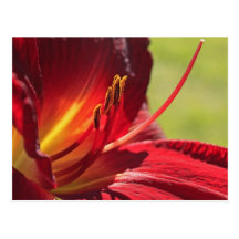 Stamen Postcard