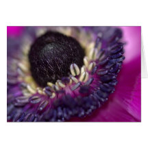 Stamens Greeting Card