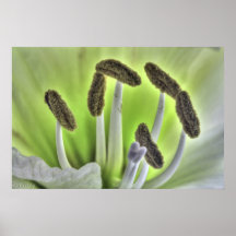 Stamens Poster