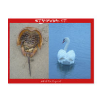 Stamford, CT Post Card