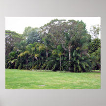 Stand of trees in garden posters