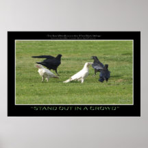 "STAND OUT" WHITE RAVENS Motivational Photo Print