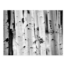 Stand tall Aspen's Postcard
