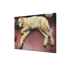 Standard Poodle Sleeping on Floor Stretched Canvas Prints
