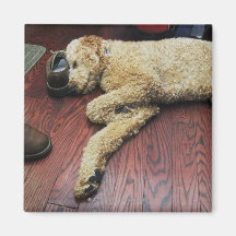 Standard Poodle Sleeping on Floor Fridge Magnet