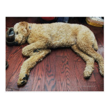Standard Poodle Sleeping on Floor Postcards