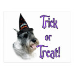 Standard Schnauzer Trick Post Cards