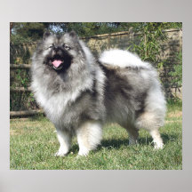 Standing Keeshond Dog Print