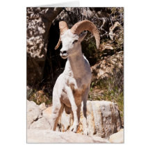 Standing Out From The Herd Card