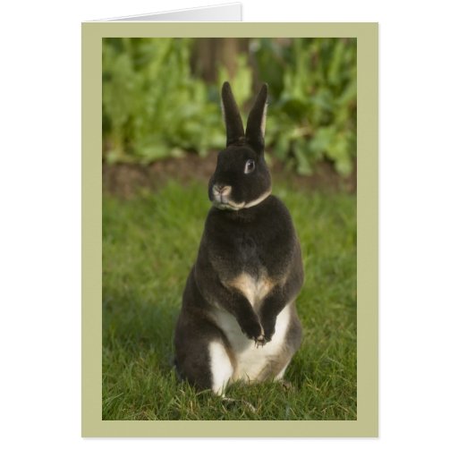 Standing Rex Rabbit Greeting Card