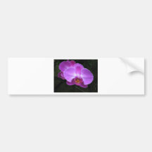 Standout Orchid Bumper Stickers