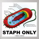 Staph Only (Bacteria Prokaryote)