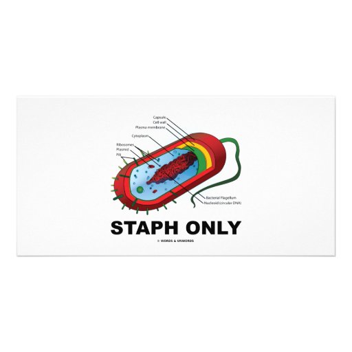 Staph Only (Prokaryote Health Medicine Humour) Photo Card