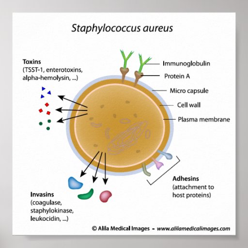 Staphylococcus aureus bacterium labelled diagram. Zazzle