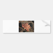 Star Fish Bumper Sticker