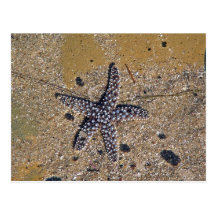 Star fish in tide pool postcards