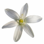 Star of Bethlehem ~ acrylic photo sculptures